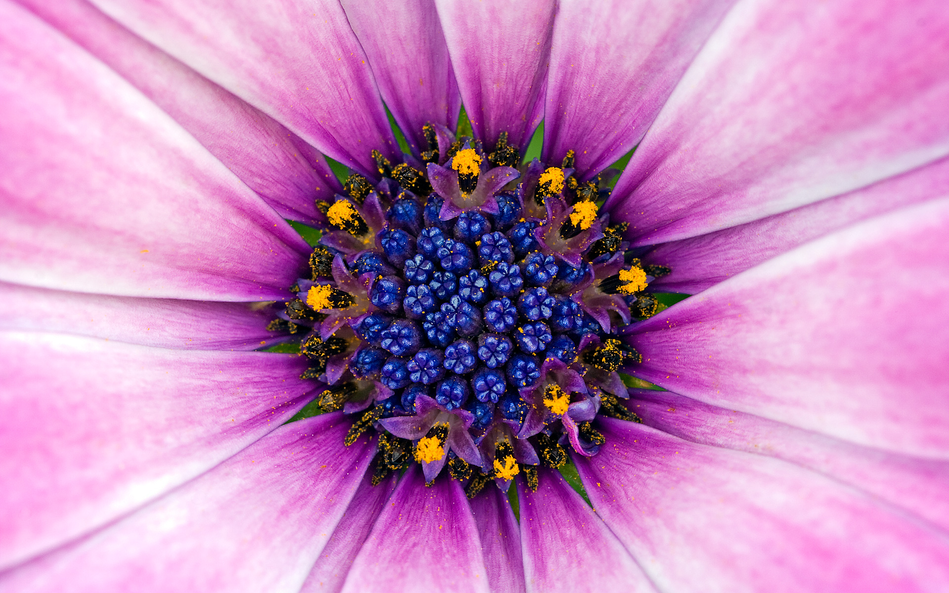 Amazing Purple Flower306791054